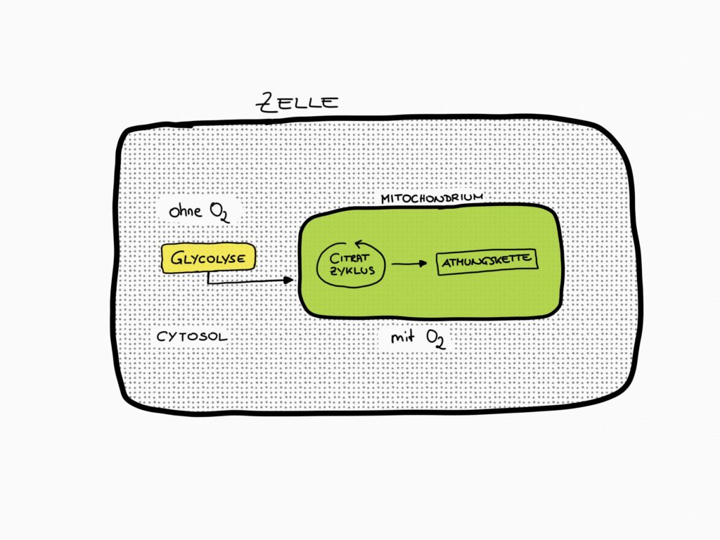 Wie Macht Der K rper Eigentlich Energie LCHF Deutschland