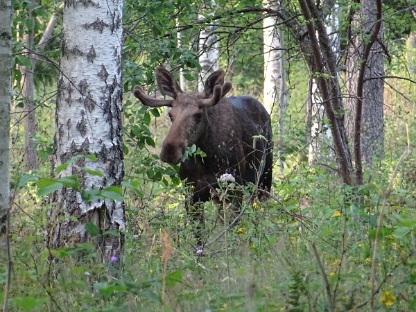 Elch-Entrecôte aus der LCHF-Küche - LCHF Deutschland