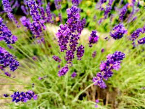 Lavendel im eigenen Garten