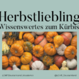 Herbstliebling Kürbis