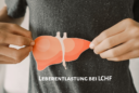 Bedeutung der Leberentlastung durch LCHF