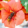 Insekten-, Bienen- und Wespenstiche: Hausapotheke LCHF Deutschland