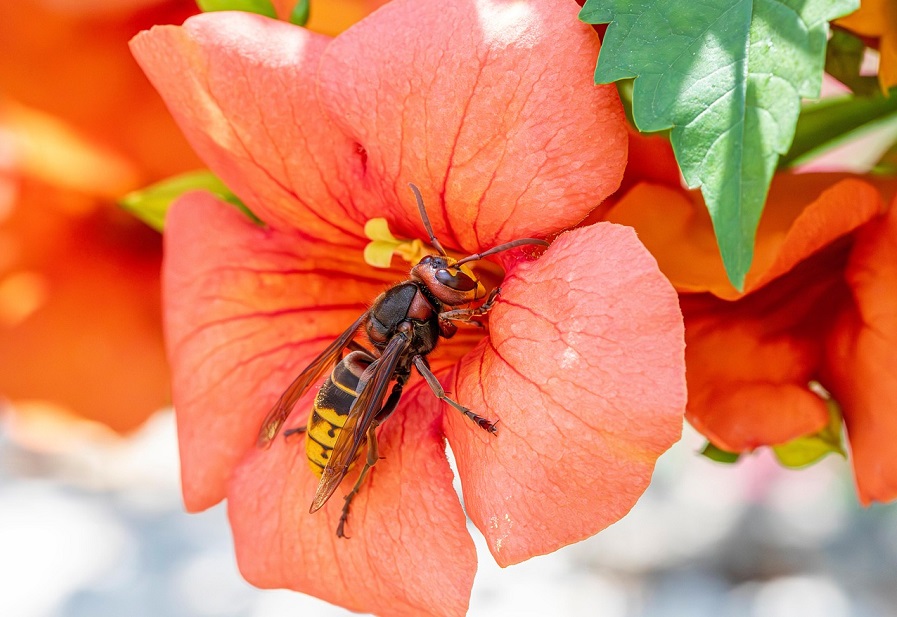 Insekten-, Bienen- und Wespenstiche: Hausapotheke LCHF Deutschland