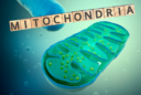 Mitochondrien - Kraftwerke der Zellen
