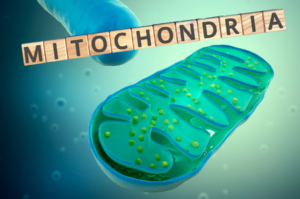 Mitochondrien - Kraftwerke der Zellen