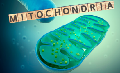 Mitochondrien - Kraftwerke der Zellen
