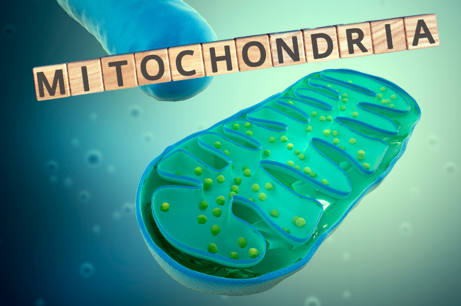 Mitochondrien - Kraftwerke der Zellen