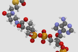 Pyruvat und Stoffwechsel