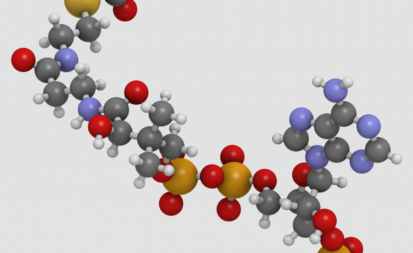 Pyruvat und Stoffwechsel