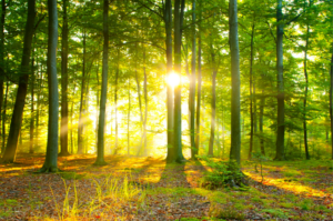 LCHF Deutschland Zukunft - Gemeinsam weitergehen