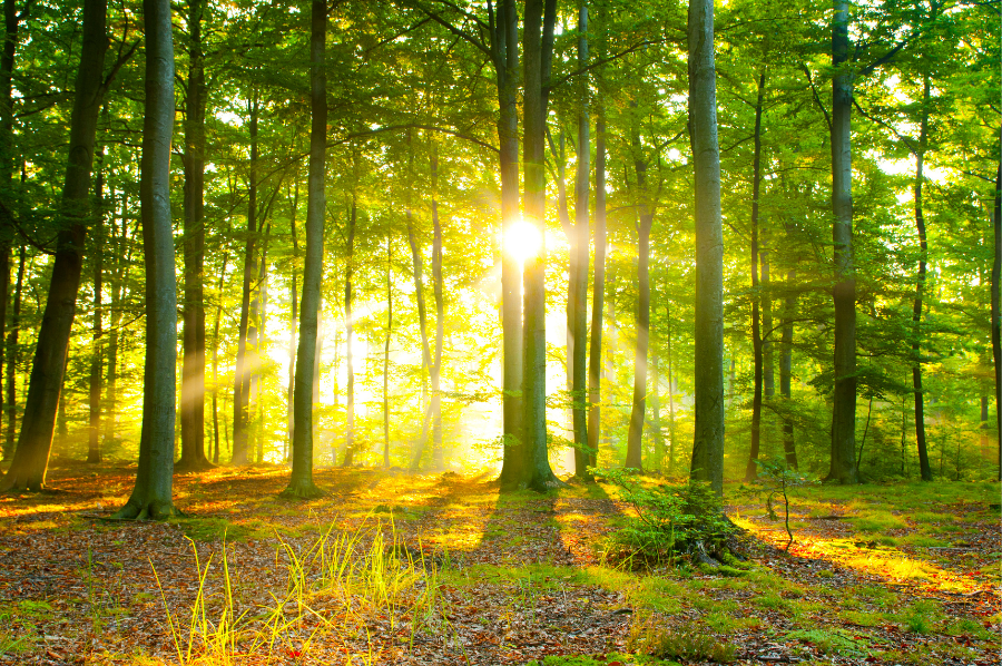 LCHF Deutschland Zukunft - Gemeinsam weitergehen